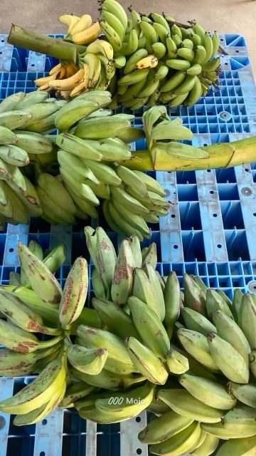 🍸 
🍌工場のちいさな畑から、うれしいおすそわけ 🍌
工場の裏で育てていた “ちいさなバナナ畑” に、 ついに——初めて実りました！✨
スタッフみんなで大喜びしながら収穫しました。 せっかくなので、このワクワクをみなさんにも。
ラム酒をお買い上げいただいた方に、
採れたてバナナをプレゼントします🍌
ただ今回は “初めての収穫” ということもあり、 味の保証はできません…！🥹笑 それでも、工場で大事に育てた
“うちの子バナナ”として楽しんでいただけたら嬉しいです☺️
数に限りがございますので、
気になる方はぜひお早めに😍
.
////////////////////////////
MIYAKO ISLANDS
ORIGINAL RUM
・・ANGE・・
////////////////////////////
.
ぜひアカウントフォローをよろしくおねがいします❣️
.
#SAHIRAスピリッツ製造所 #ANGE #RUM #ラム #沖縄 #宮古島お土産 #宮古島カクテル #宮古島 #miyako #サトウキビ #宮古島ラム #미야코지마 #羽のばしちゃう？ #島バナナ #自然栽培 #無農薬