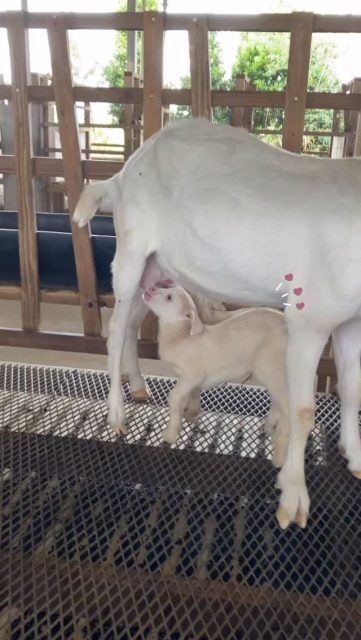 ラム酒工場の隣のヤギ小屋は、
現在出産ラッシュ👶✨🐐

可愛い子ヤギたちに癒される毎日です🥰

ラム酒工場の見学とあわせて
ヤギ小屋も見学可能ですので、
ぜひ可愛い子ヤギたちに会いにきて
くださいね☺️✨

#宮古島#ヤギ#rum #ange #sahiraスピリッツ製造所